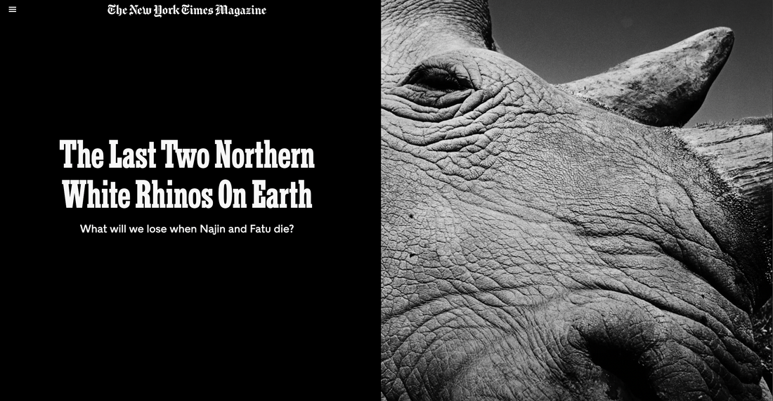 The Last Two Northern White Rhinos on Earth - NEW YORK TIMES